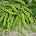 Légumes Secs - Pois Nain à Grain Ridé Kelvil - 20 m - face recto